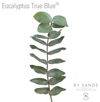Eucalyptus True Blue