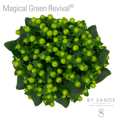 Magical Green Revival