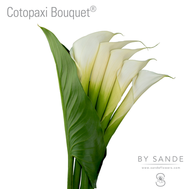 Cotopaxi Bouquets