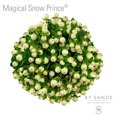 Magical Snow Prince