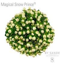 Magical Snow Prince