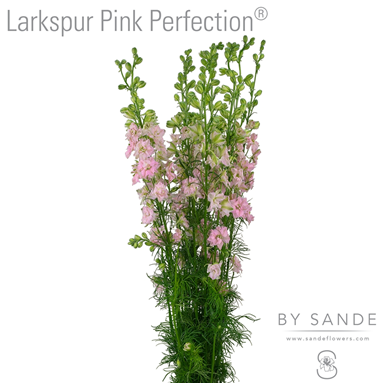 Larkspur Pink Perfection