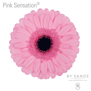 Pink Sensation