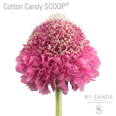 Cotton Candy SCOOP
