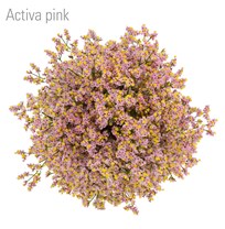 Activa Pink