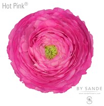 Ranunculus Hot Pink