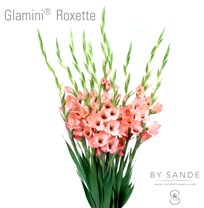 Glamini Roxette