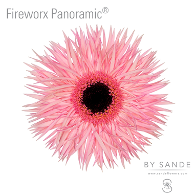 Fireworx Panoramic