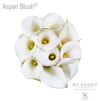 Aspen Blush