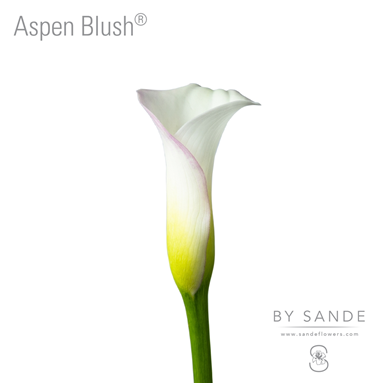 Aspen Blush