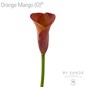 Orange Mango (o)
