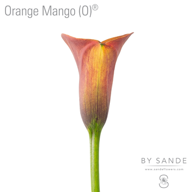 Orange Mango (o)