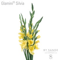 Glamini Silvia