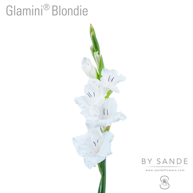 Glamini Blondie