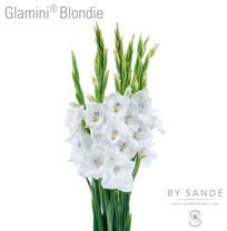 Glamini Blondie