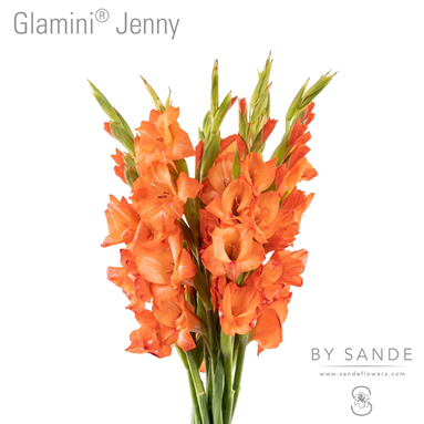 Glamini Jenny