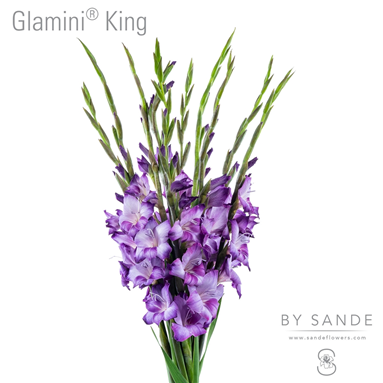 Glamini King