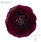 Ranunculus Bordeaux