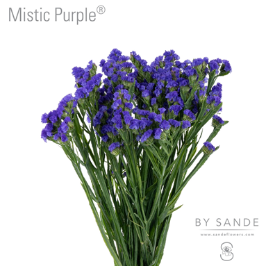 Mistic Purple®