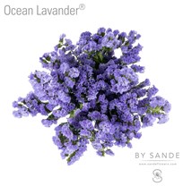 Ocean Lavander®