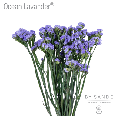 Ocean Lavander®
