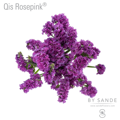 Qis Rosepink®
