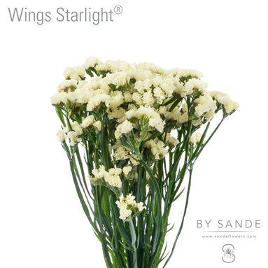 Wings Starlight®