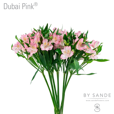 Dubai Pink®