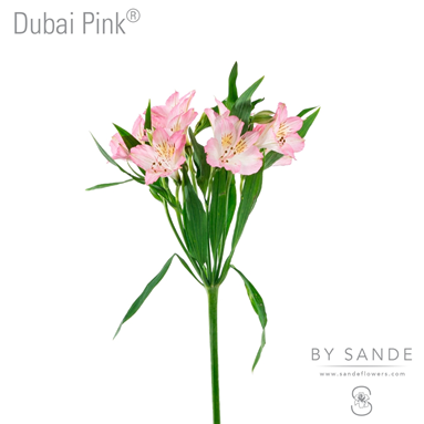 Dubai Pink®