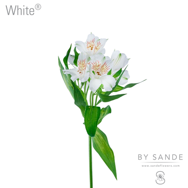 White®